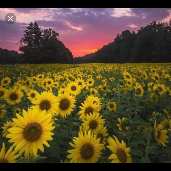 Meet your Posher, Bonnie - Picture 1 of 1